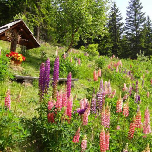 Oberhaushütte - Ein unvergesslicher Sommerurlaub auf der Alm in den Dolomiten